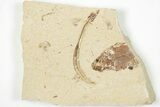 Cretaceous Eel (Enchelion) Fossil - Hjoula, Lebanon #201355-1